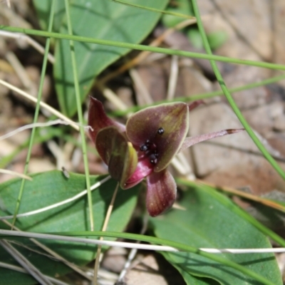 Chiloglottis valida (Large Bird Orchid) at Namadgi National Park - 6 Dec 2022 by Tapirlord