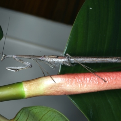 Archimantis latistyla (Stick Mantis, Large Brown Mantis) at Ainslie, ACT - 26 Dec 2022 by jb2602