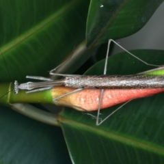 Archimantis latistyla at Ainslie, ACT - 26 Dec 2022