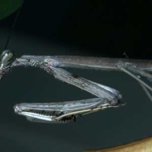 Archimantis latistyla at Ainslie, ACT - 26 Dec 2022