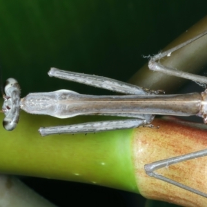 Archimantis latistyla at Ainslie, ACT - 26 Dec 2022