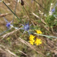 Eryngium ovinum (Blue Devil) at Harrison, ACT - 14 Dec 2022 by Tapirlord