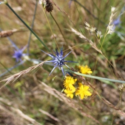 Eryngium ovinum (Blue Devil) at Budjan Galindji (Franklin Grassland) Reserve - 14 Dec 2022 by Tapirlord