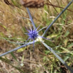 Eryngium ovinum at Harrison, ACT - 14 Dec 2022 09:48 AM