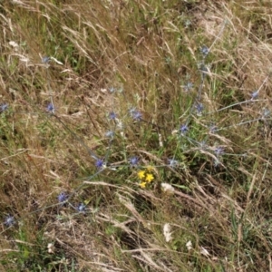 Eryngium ovinum at Harrison, ACT - 14 Dec 2022 09:48 AM