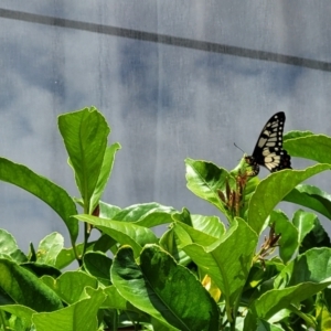 Papilio anactus at Holt, ACT - 31 Dec 2022 12:23 PM