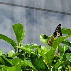 Papilio anactus (Dainty Swallowtail) at Holt, ACT - 31 Dec 2022 by trevorpreston