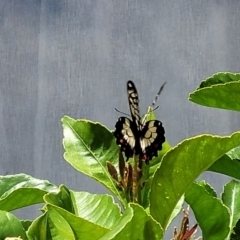 Papilio anactus at Holt, ACT - 31 Dec 2022