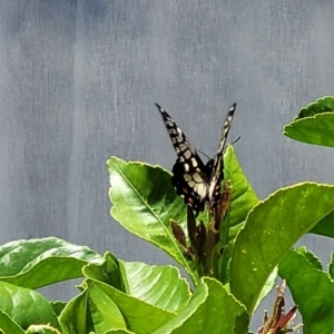 Papilio anactus at Holt, ACT - 31 Dec 2022 12:23 PM