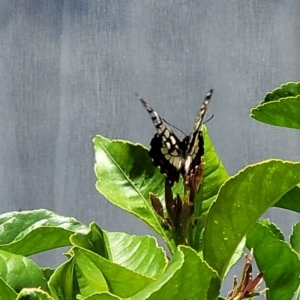 Papilio anactus at Holt, ACT - 31 Dec 2022