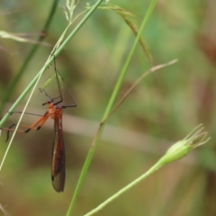 Harpobittacus australis (Hangingfly) at Tidbinbilla Nature Reserve - 30 Dec 2022 by SandraH