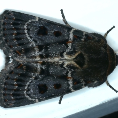 Proteuxoa sanguinipuncta (Blood-spotted Noctuid) at Ainslie, ACT - 26 Dec 2022 by jb2602