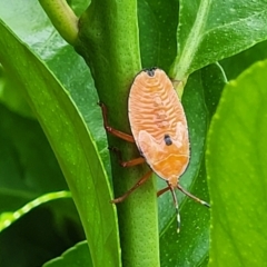 Musgraveia sulciventris (Bronze Orange Bug) at Holt, ACT - 31 Dec 2022 by trevorpreston