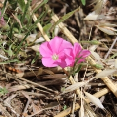 Convolvulus angustissimus subsp. angustissimus (Australian Bindweed) at Harrison, ACT - 14 Dec 2022 by Tapirlord