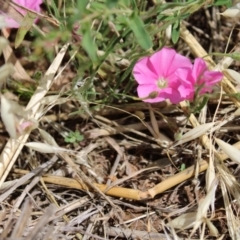 Convolvulus angustissimus subsp. angustissimus at Harrison, ACT - 14 Dec 2022