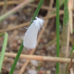 Tipanaea patulella (The White Crambid moth) at Paddys River, ACT - 31 Dec 2022 by SandraH