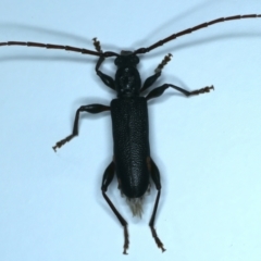 Callidiopis scutellaris (A Longhorn Beetle) at Ainslie, ACT - 26 Dec 2022 by jb2602