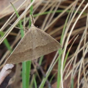 Epidesmia hypenaria at Paddys River, ACT - 31 Dec 2022