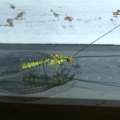 Italochrysa insignis (A Green Lacewing) at Ainslie, ACT - 26 Dec 2022 by jb2602