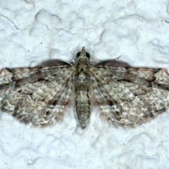 Chloroclystis approximata (Plumed or Cherry Looper) at Ainslie, ACT - 25 Dec 2022 by jb2602