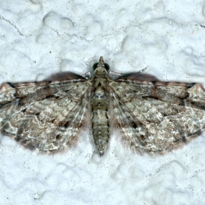 Chloroclystis approximata (Plumed or Cherry Looper) at Ainslie, ACT - 26 Dec 2022 by jb2602