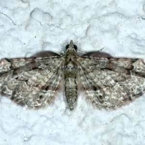 Chloroclystis approximata at Ainslie, ACT - 26 Dec 2022