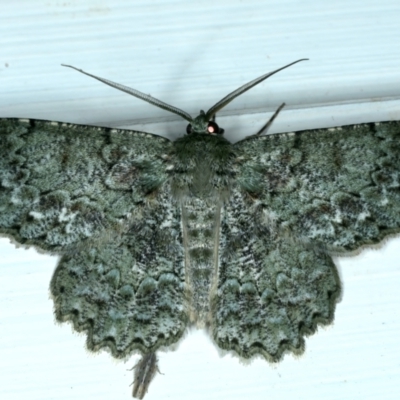 Hypodoxa muscosaria (Textured Emerald) at Ainslie, ACT - 26 Dec 2022 by jb2602