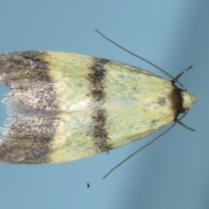 Heteroteucha translatella at Ainslie, ACT - 26 Dec 2022 12:06 AM