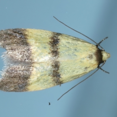 Heteroteucha translatella (Wingia Group) at Ainslie, ACT - 26 Dec 2022 by jb2602