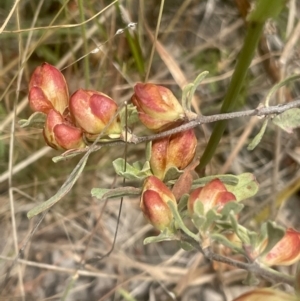 Hibbertia obtusifolia at Pearce, ACT - 30 Dec 2022