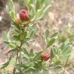 Hibbertia obtusifolia at Pearce, ACT - 30 Dec 2022 11:15 AM