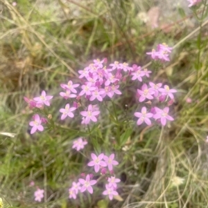 Centaurium erythraea at Pearce, ACT - 30 Dec 2022 11:20 AM