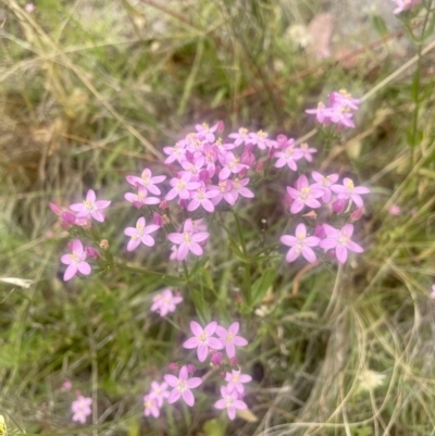Centaurium erythraea (Common Centaury) at Pearce, ACT - 30 Dec 2022 by Cathy_Katie