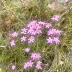 Centaurium erythraea (Common Centaury) at Pearce, ACT - 30 Dec 2022 by Cathy_Katie