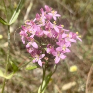 Centaurium erythraea at Pearce, ACT - 30 Dec 2022 11:20 AM