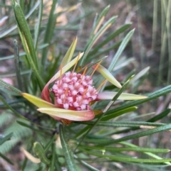 Lambertia formosa (Mountain Devil) at Vincentia, NSW - 28 Dec 2022 by Cathy_Katie