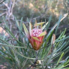 Lambertia formosa at Vincentia, NSW - 28 Dec 2022
