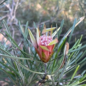 Lambertia formosa at Vincentia, NSW - 28 Dec 2022 06:49 PM