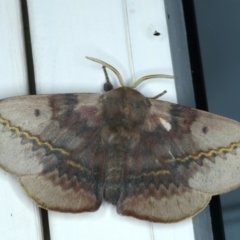 Anthela varia (Hairy Mary) at Ainslie, ACT - 26 Dec 2022 by jb2602