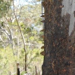 Heteronympha merope at Bundanoon, NSW - 28 Dec 2022