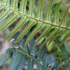 Blechnum neohollandicum (Prickly Rasp Fern) at Yurammie State Forest - 27 Dec 2022 by KylieWaldon