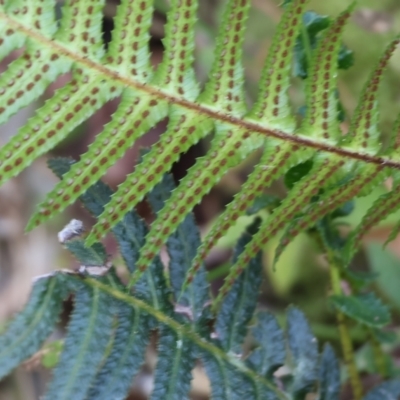 Blechnum neohollandicum (Prickly Rasp Fern) at Yurammie State Forest - 26 Dec 2022 by KylieWaldon