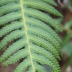 Blechnum neohollandicum at Lochiel, NSW - 27 Dec 2022