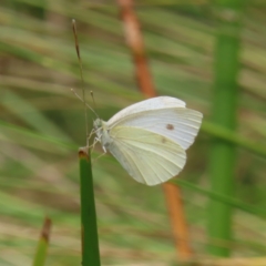 Pieris rapae (Cabbage White) at Kambah, ACT - 31 Dec 2022 by MatthewFrawley