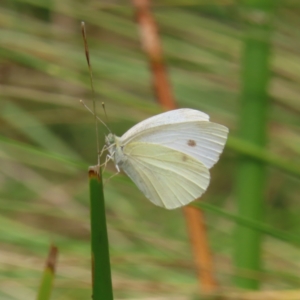 Pieris rapae at Kambah, ACT - 31 Dec 2022