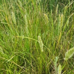 Polypogon monspeliensis (Annual Beard Grass) at Isaacs Ridge and Nearby - 31 Dec 2022 by Mike