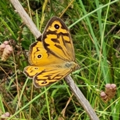 Heteronympha merope (Common Brown Butterfly) at Isaacs Ridge - 31 Dec 2022 by Mike