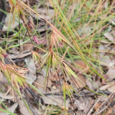 Themeda triandra (Kangaroo Grass) at Isaacs Ridge and Nearby - 31 Dec 2022 by Mike