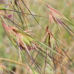 Themeda triandra at Jerrabomberra, ACT - 31 Dec 2022 11:55 AM