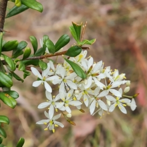 Bursaria spinosa subsp. lasiophylla at Jerrabomberra, ACT - 31 Dec 2022